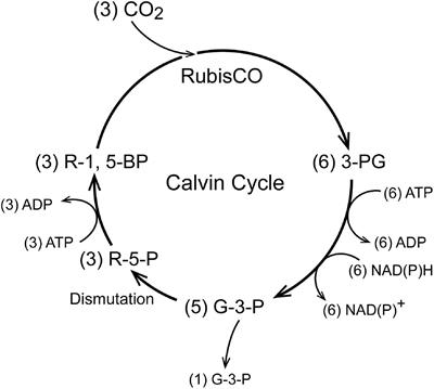 Metabolic Homeostasis in Life as We Know It: Its Origin and Thermodynamic Basis